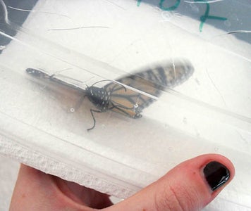 Hatching and Release