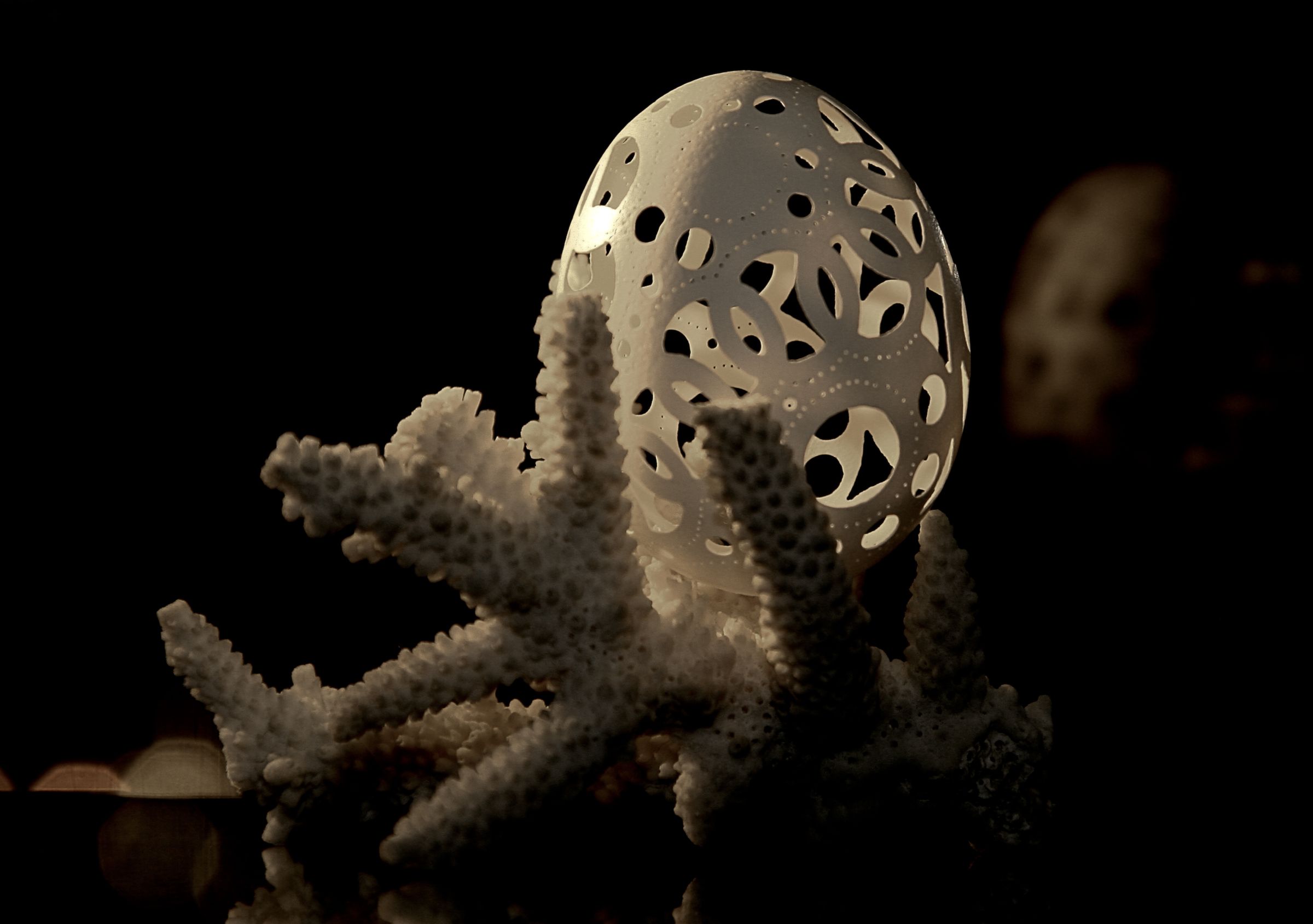 My Work on the Shell (shell Chicken)