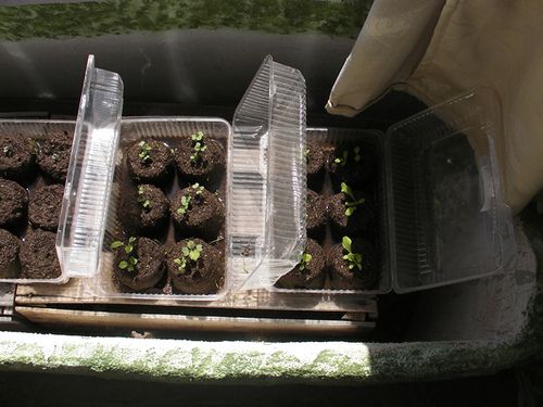 Make Super Cheap Seed Starters