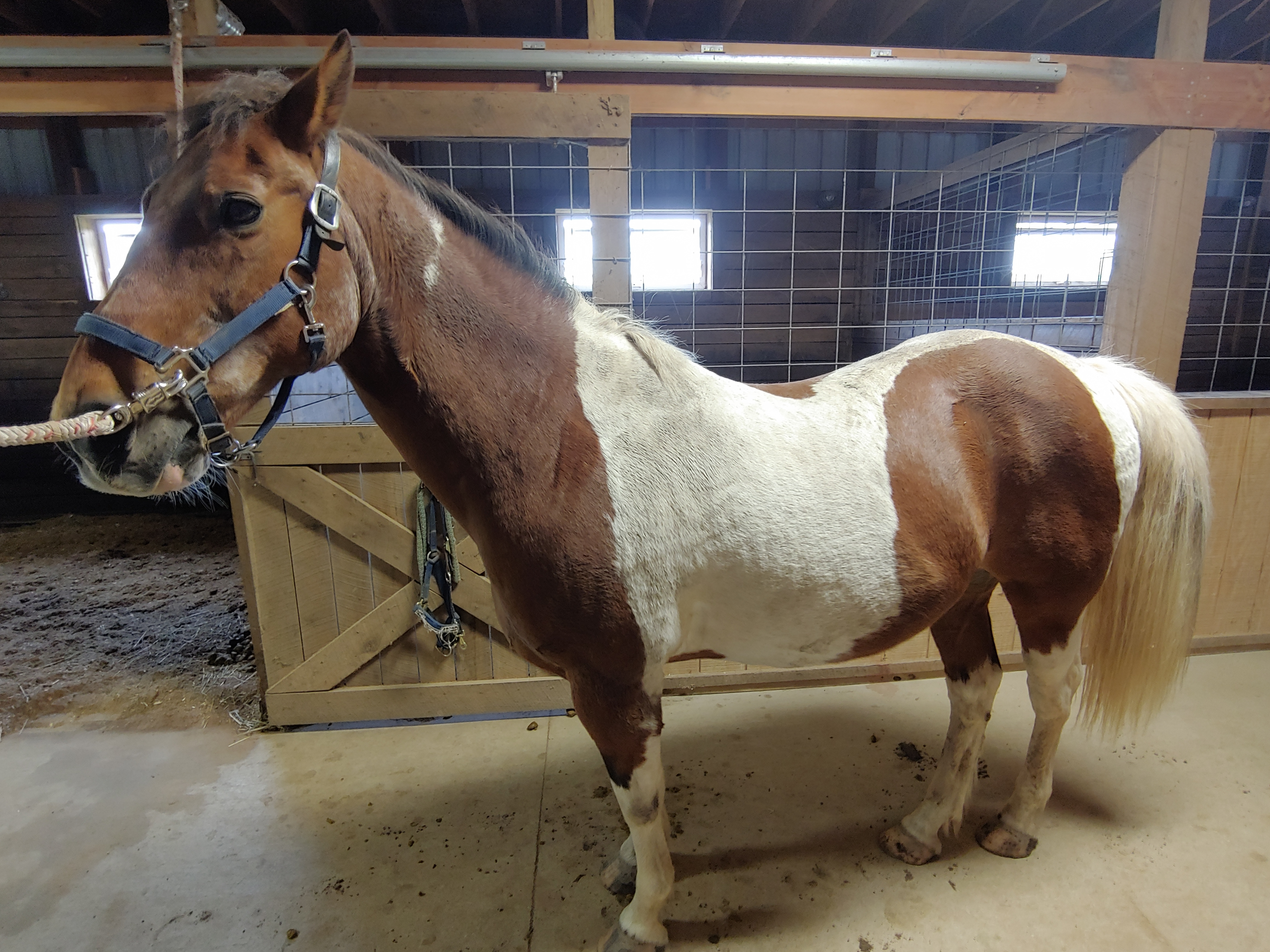 How to Groom a Horse Before Riding 5 Steps (with Pictures
