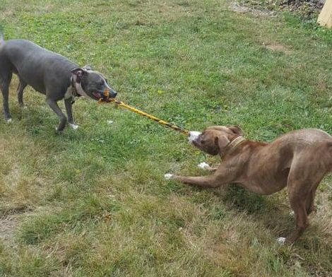 Dog Toys Made From Old T Shirts 