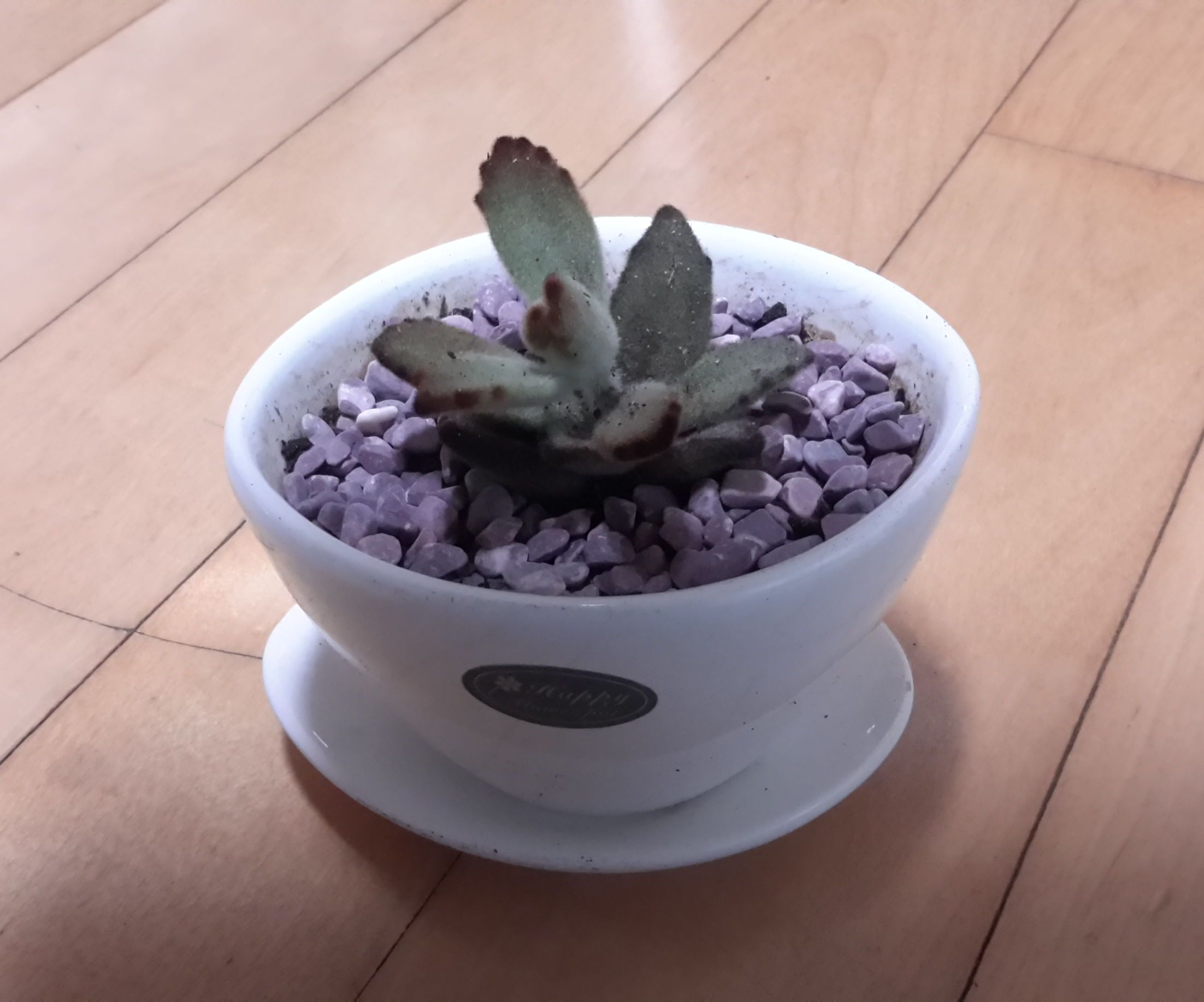 Let's grow up and make own succulent!