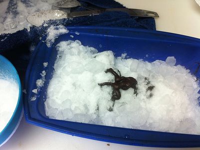 Chocolate Raspberry Tree