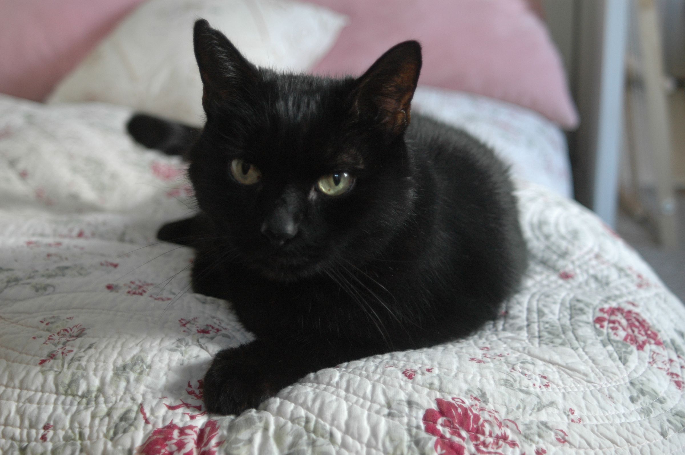 How to Feed a Cat Supplements