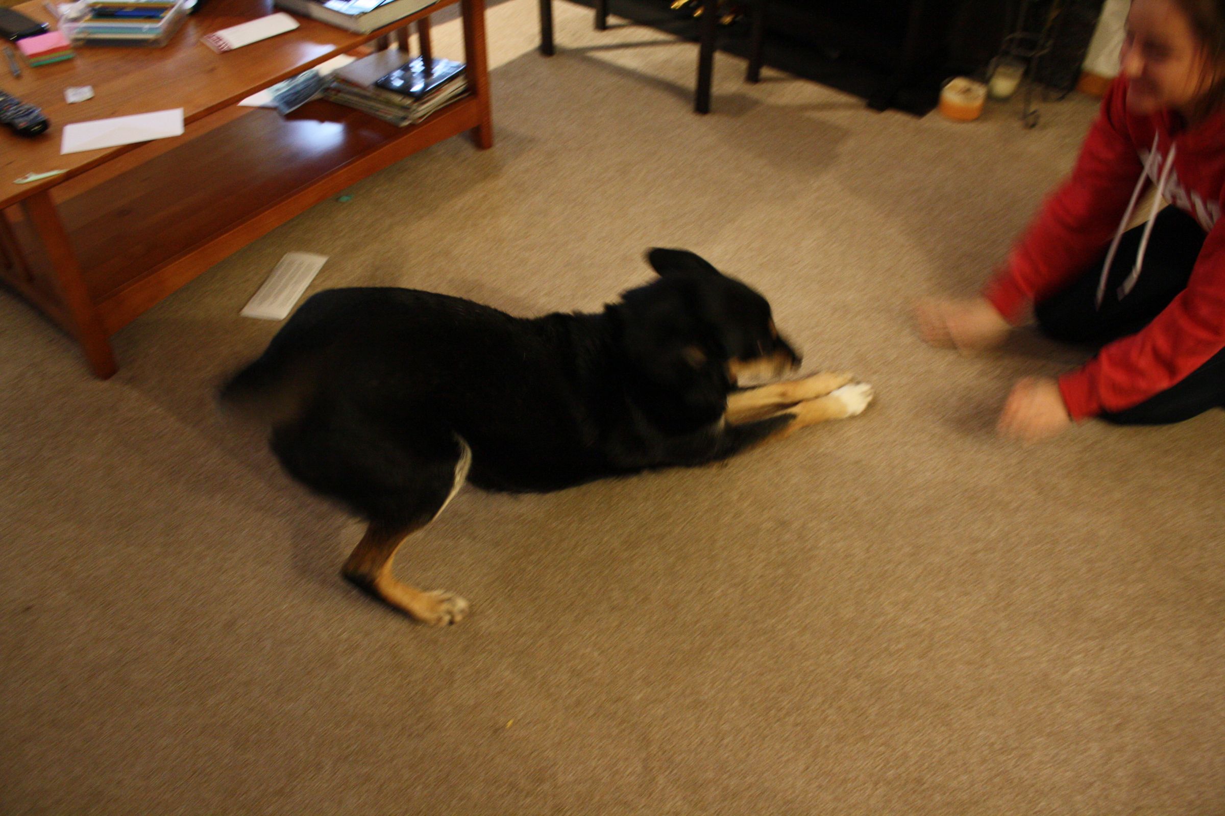 How to Make Your Dog Jump Up and Kiss Your Face 5 Steps Instructables