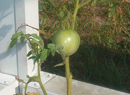 How to plant veggies or plants (in houseplant pots)