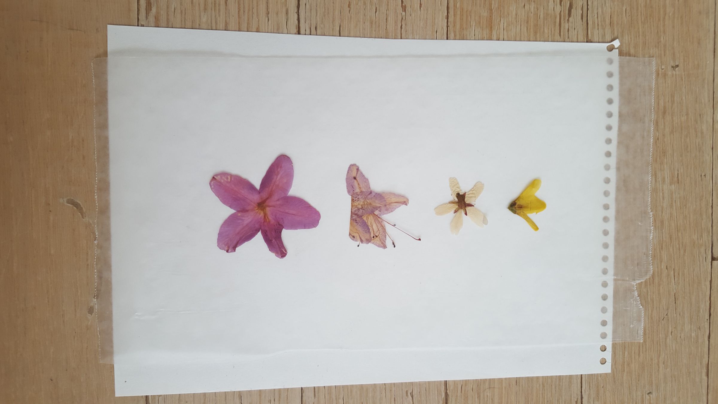 Wax Paper Pressed Foliage Bookmarks 5 Steps (with Pictures