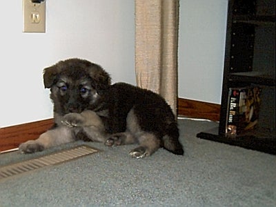 How to Clean Up After Pets