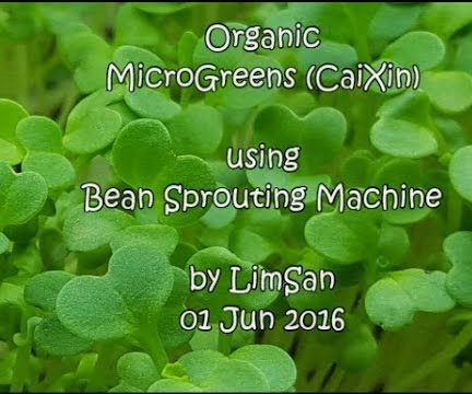 Home-Grown Aeroponic Organic MicroGreens
