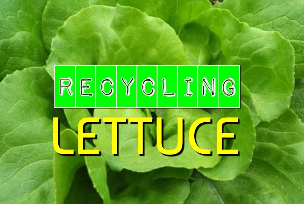 Recycling Lettuce