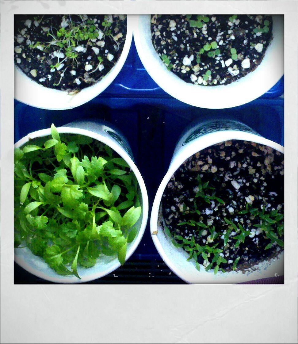 Starbucks paper cup garden