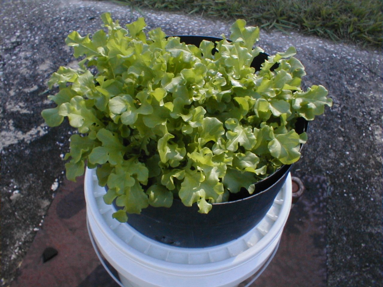 Wick Based Hydroponics