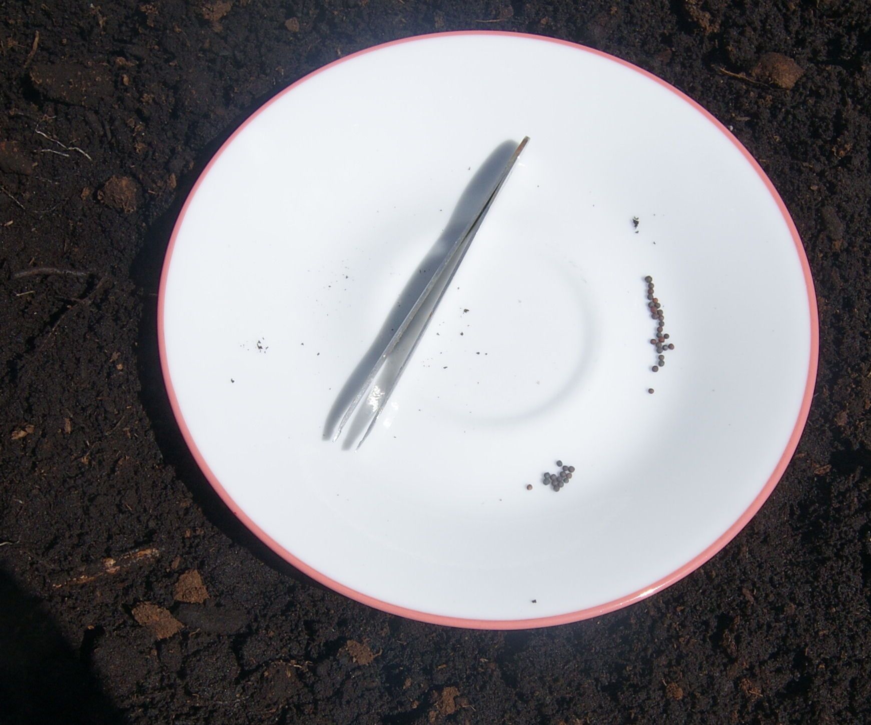 How to Plant Really Small Seeds