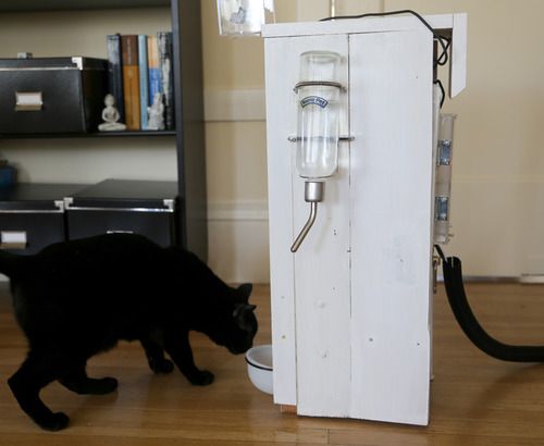 Automated Cat Feeder With Web Interface
