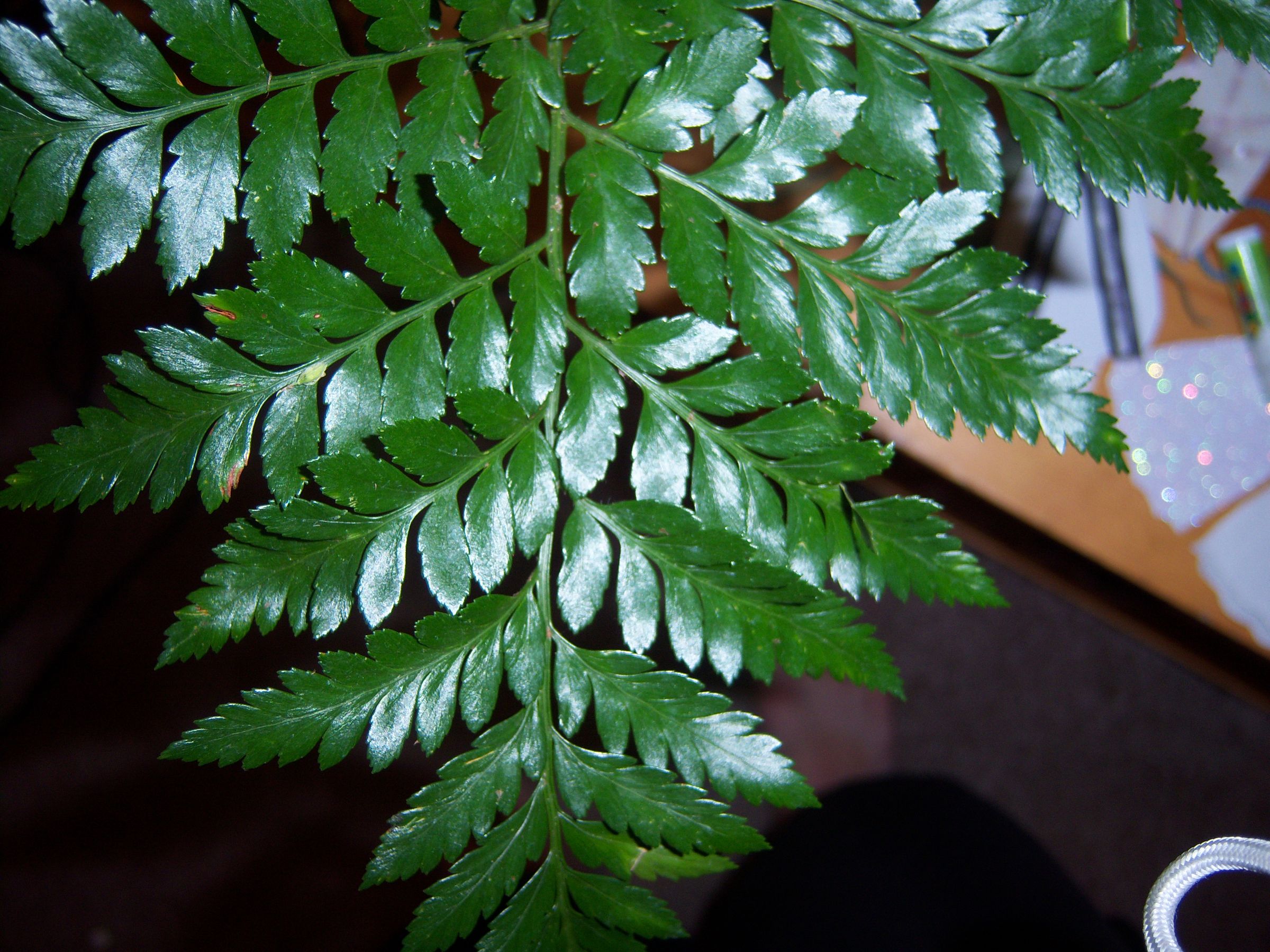 Pressing Flowers Made Easy! 3 Steps Instructables