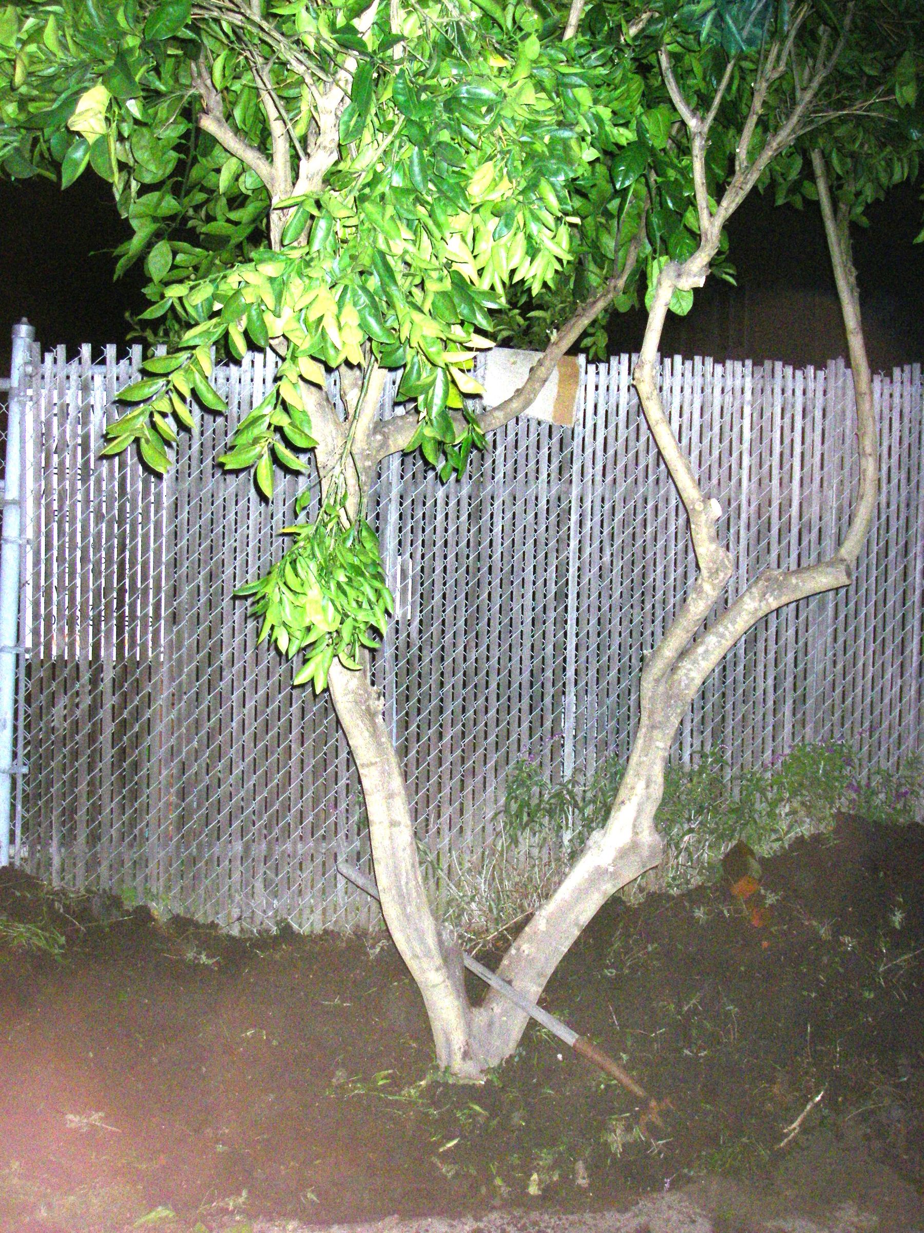 How to Move a Tree, Vehicle and A-frame Method : 17 Steps (with ...