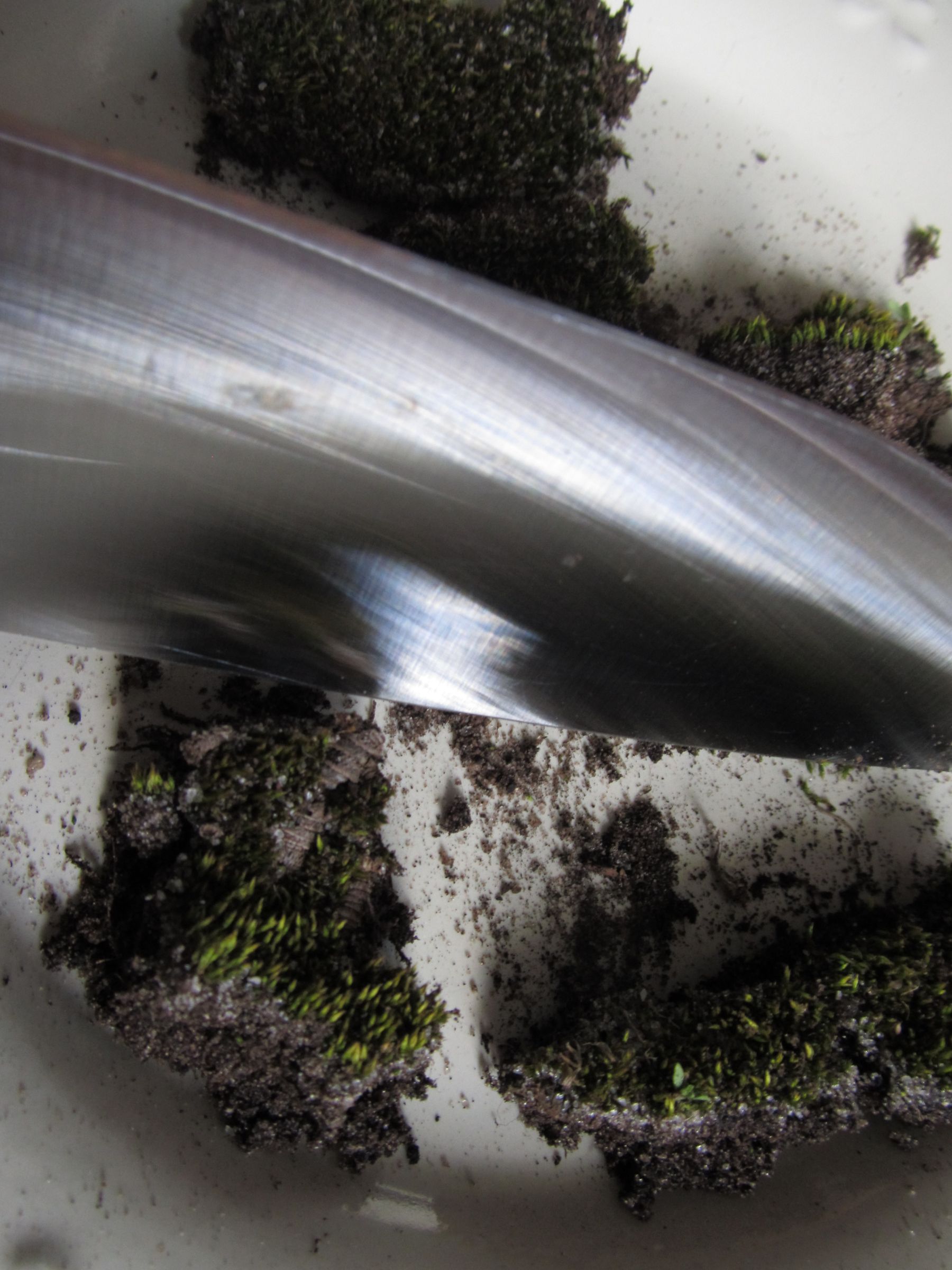 How to Grow Peat Moss 3 Steps (with Pictures) Instructables