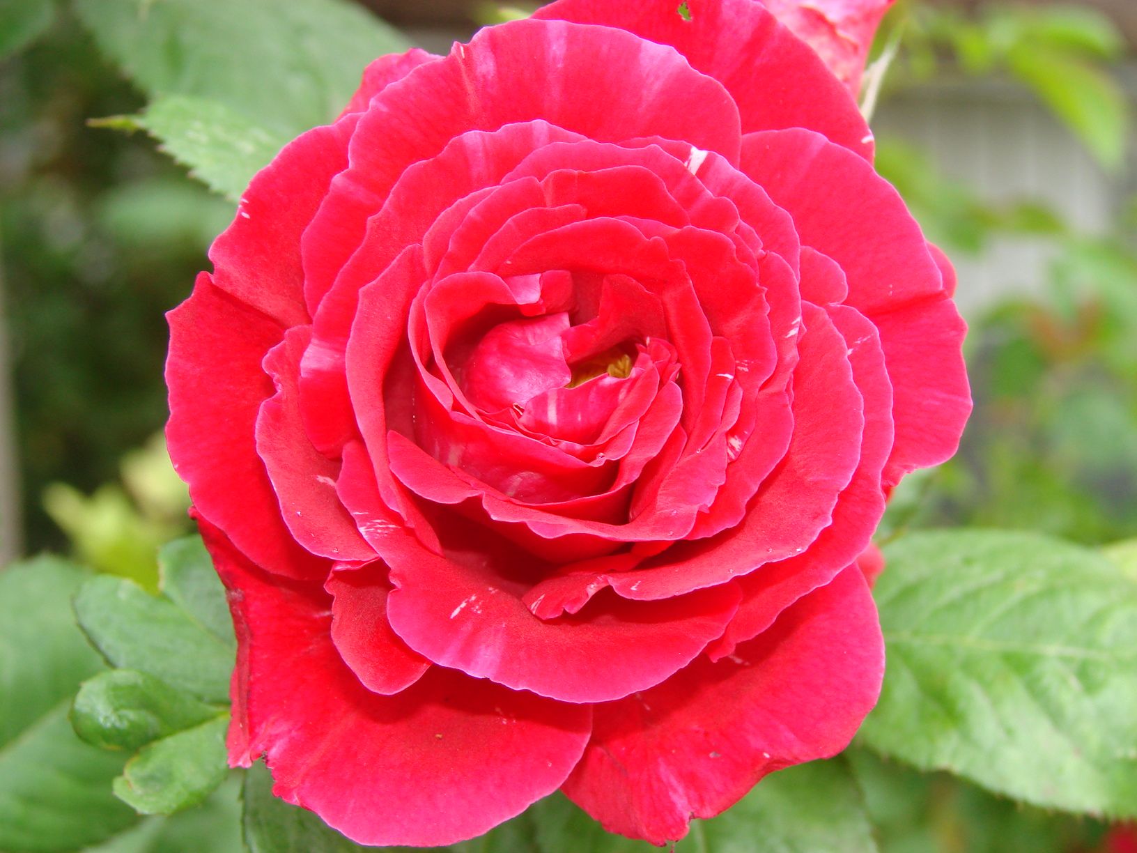 A Rose in My Front Yard