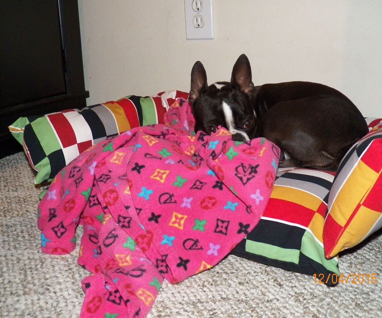 What Size Dog Bed For Boston Terrier
