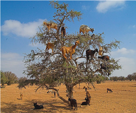 How to Climb a Tree