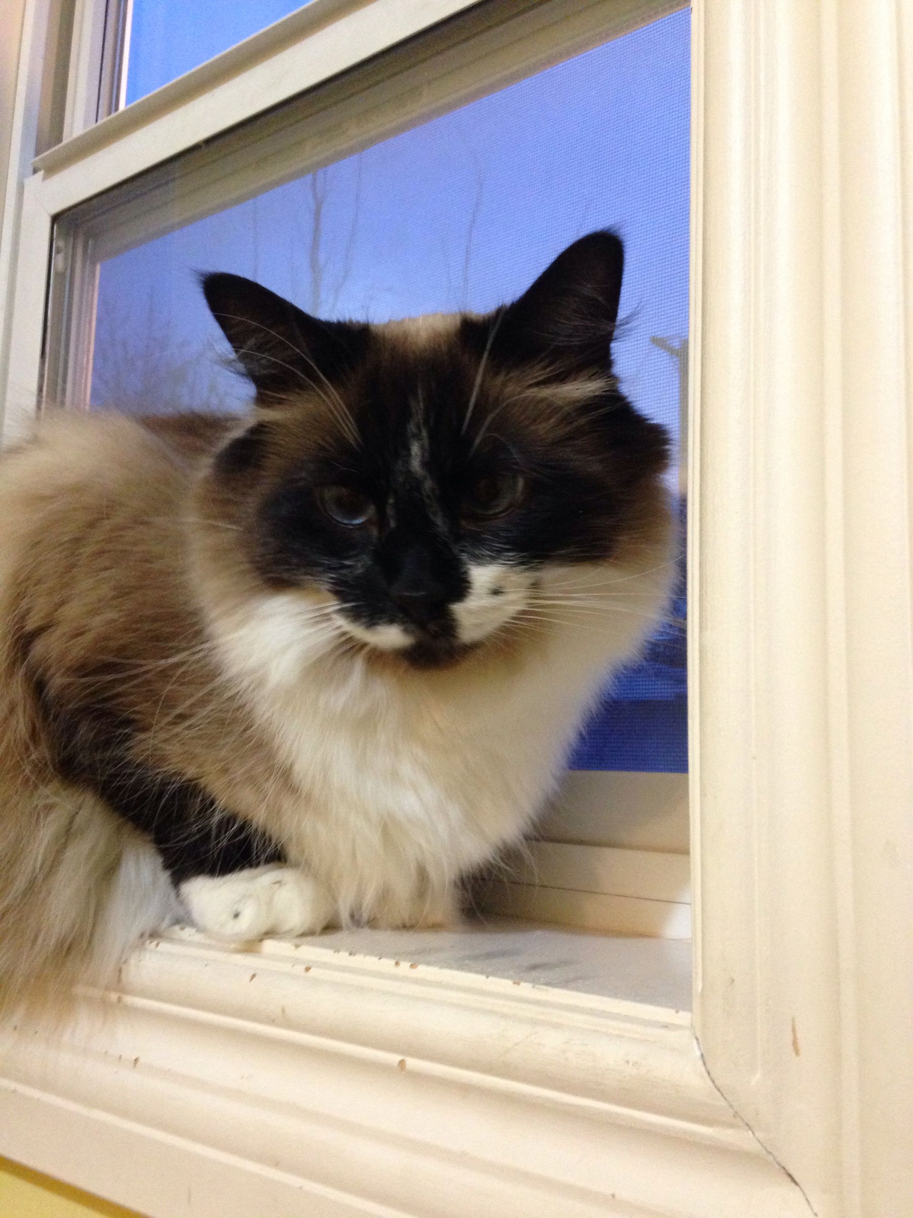 Purr-fect Cat Popsicles