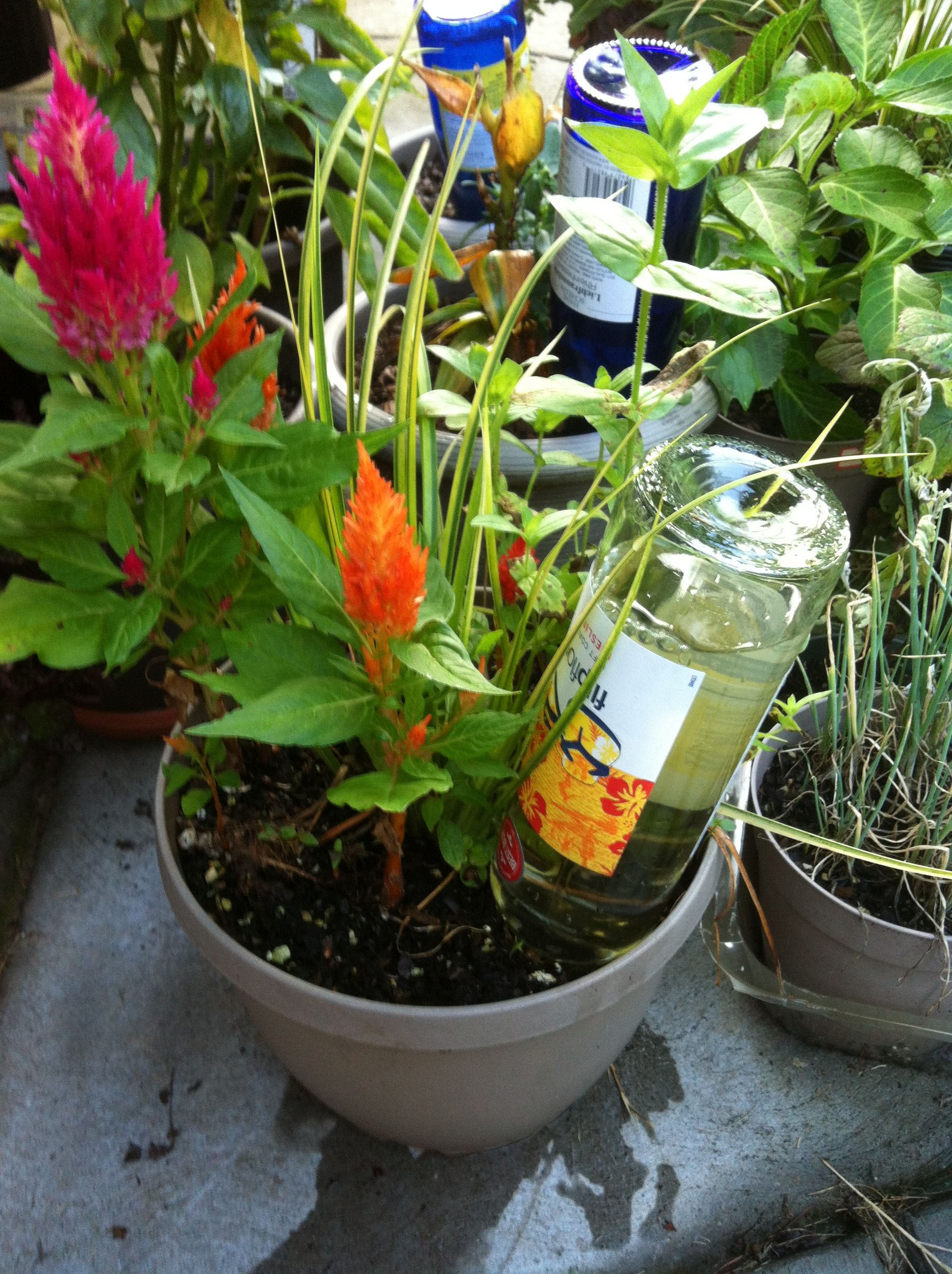 Wine bottle plant nanny