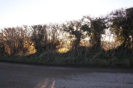 Mechanically Flailed Hedges