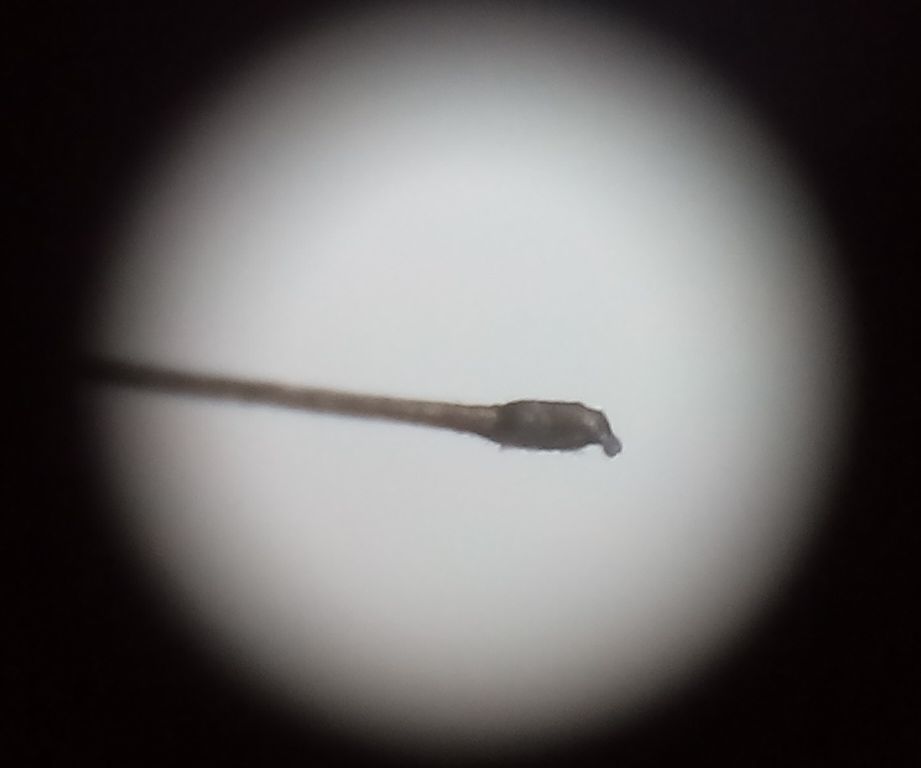 Smartphone DIY Microscope