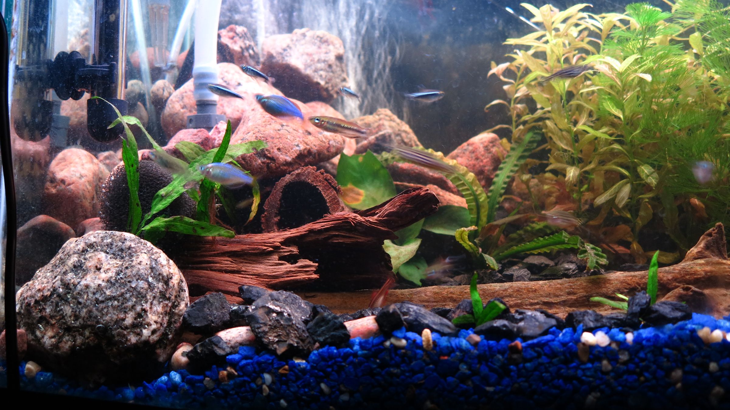 Ebb and Flow Aquaponics for the Office 12 Steps (with Pictures) Instructables