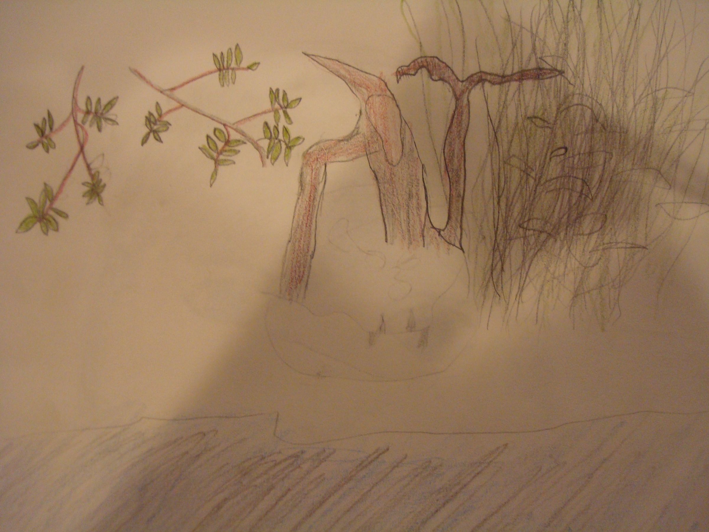 Pond