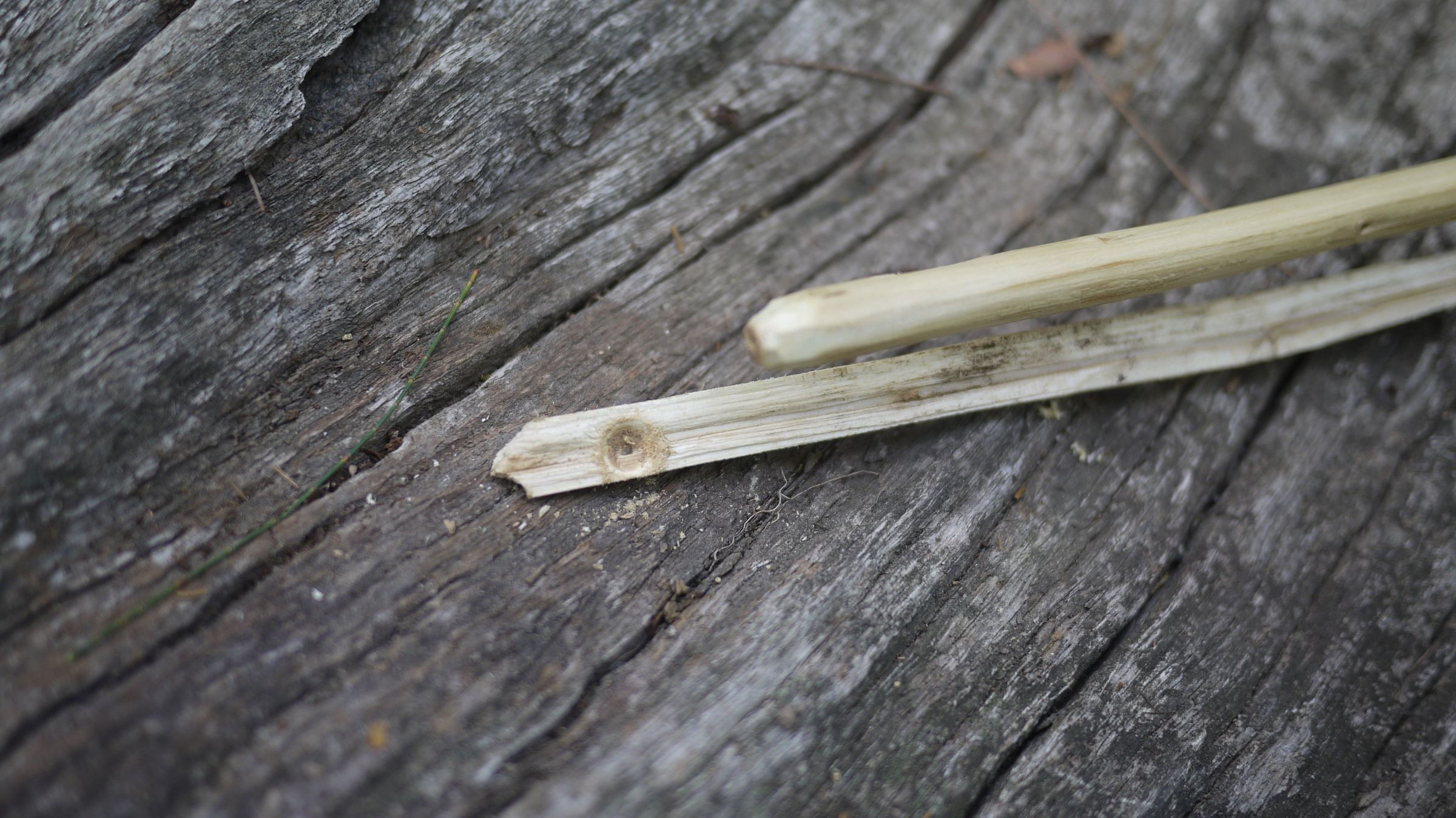 Hand Drill Fire With Green Wood! 9 Steps (with Pictures) Instructables