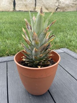 Growing Pineapples : 6 Steps (with Pictures) - Instructables