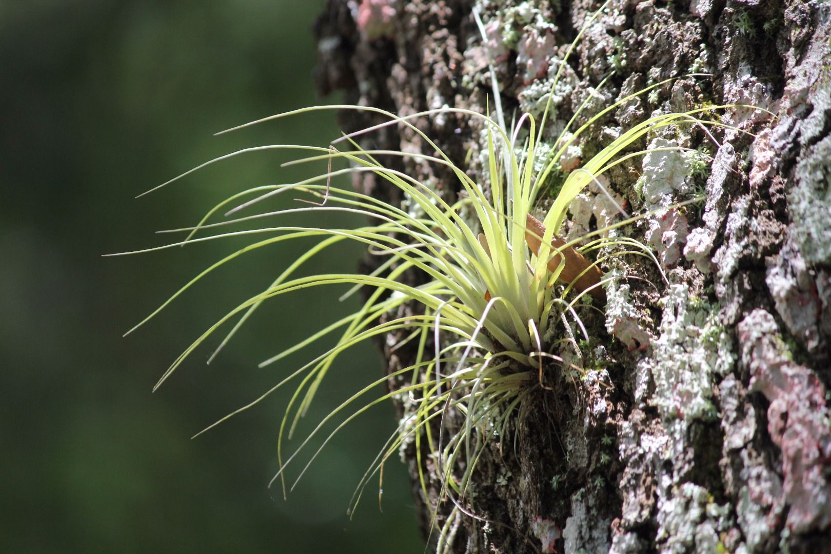 Air Plant Decor : 6 Steps (with Pictures) - Instructables