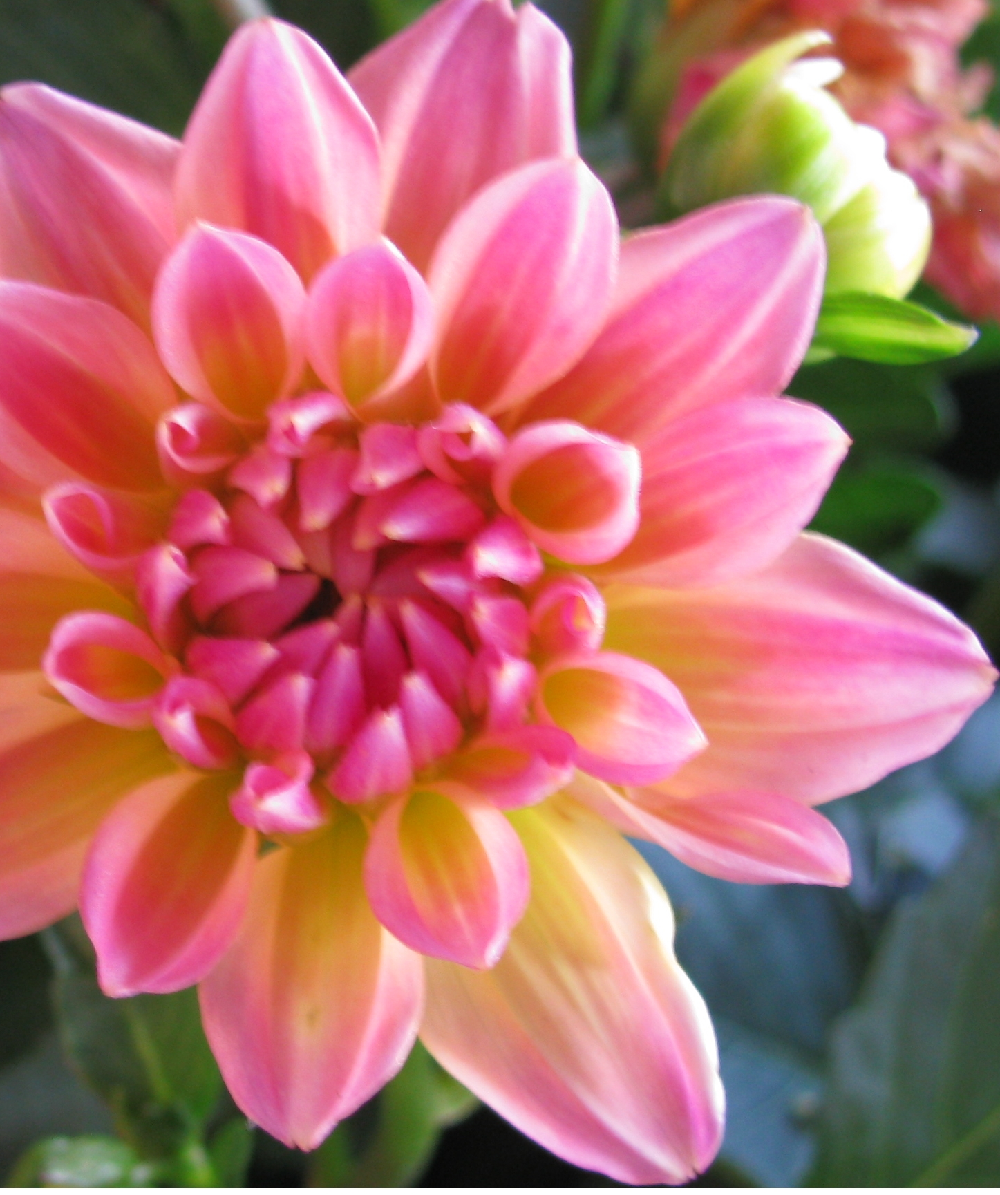 Photographic Quilt and Auto-generation Program