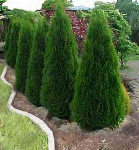 Types of Trees That Make Perfect Christmas Trees