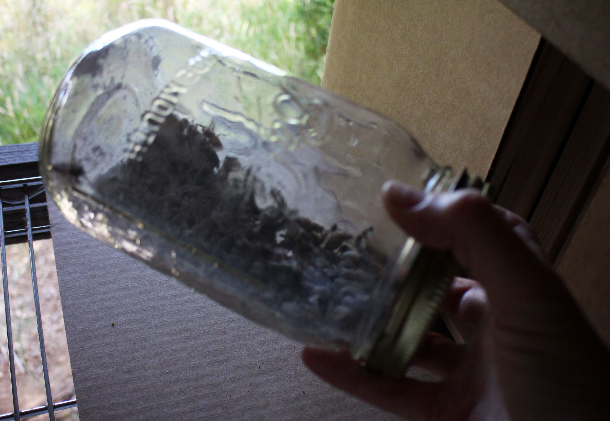 Sugar Coated Honey Bees or How to Test for Varroa Mites 10 Steps