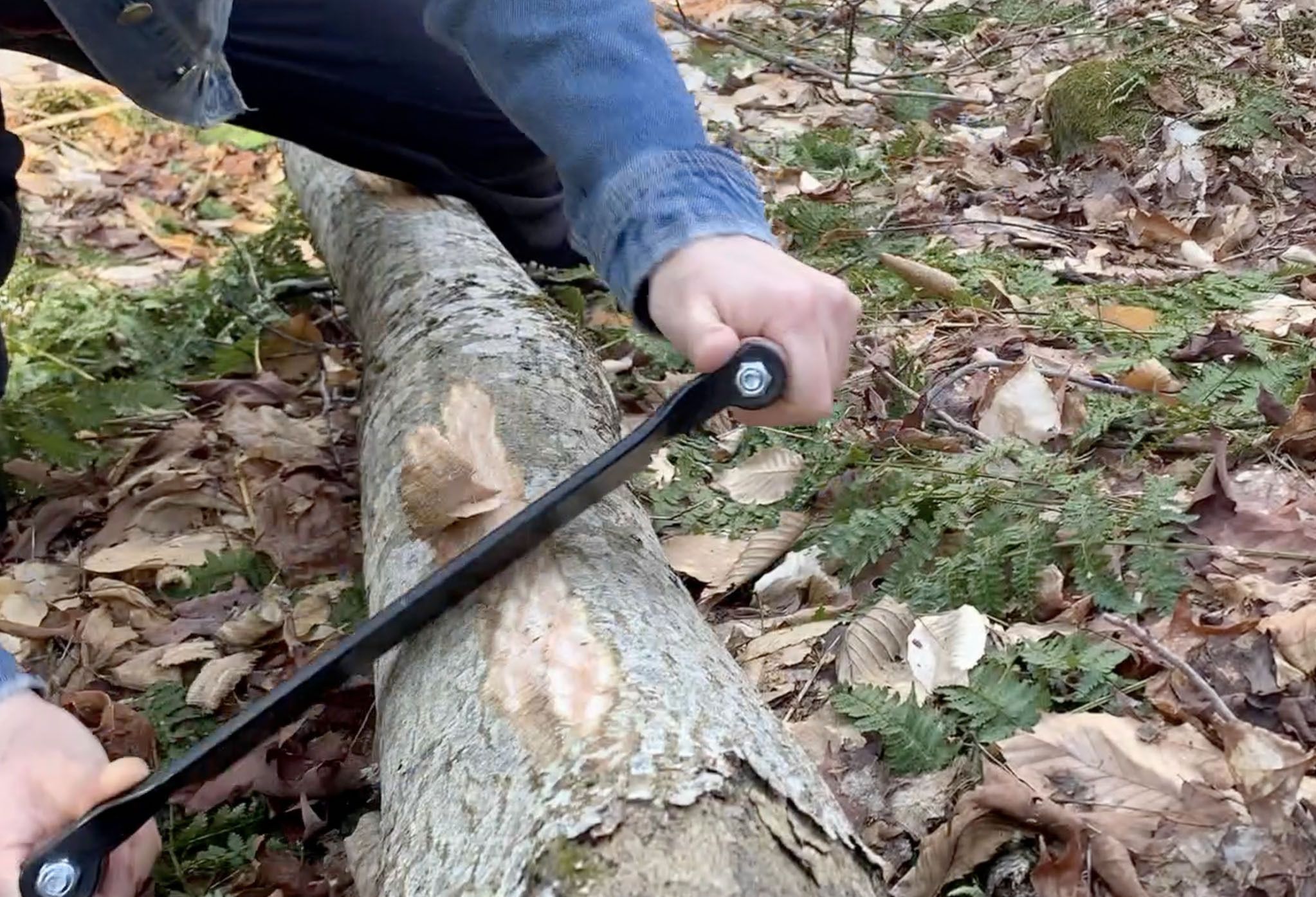 Harvesting Bark From Downed Trees for Baskets 7 Steps (with Pictures
