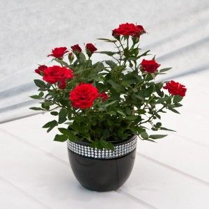 The Valentine Flowers for Men Are Perfect Gift in the Month of Hearts
