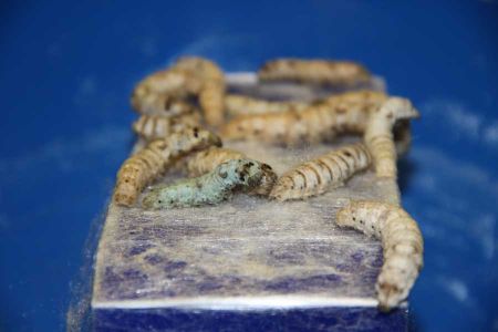 Technique: Silk Worm Composite Layup