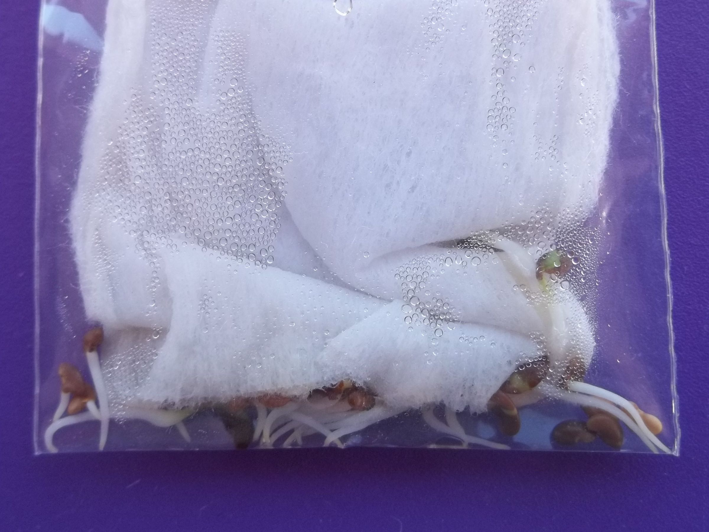 Easy Peasy Mini Sprout Starter