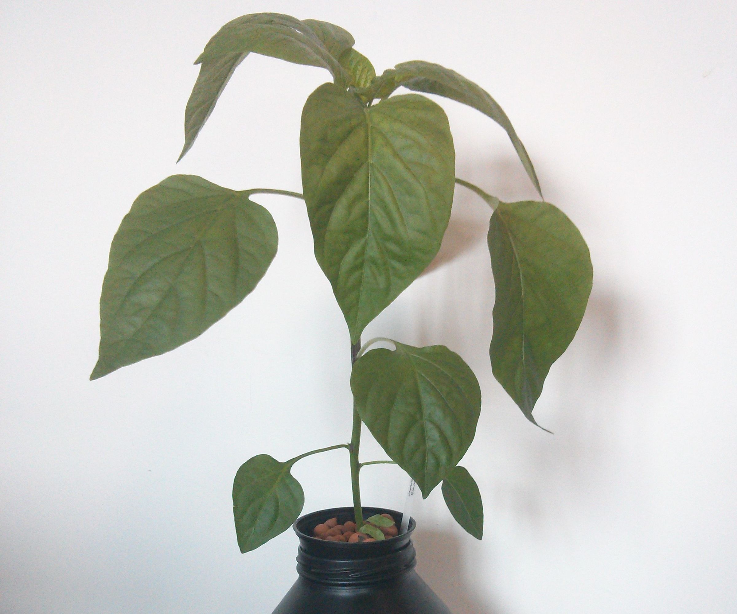 Glass Jar Kratky Hydroponics UPDATED