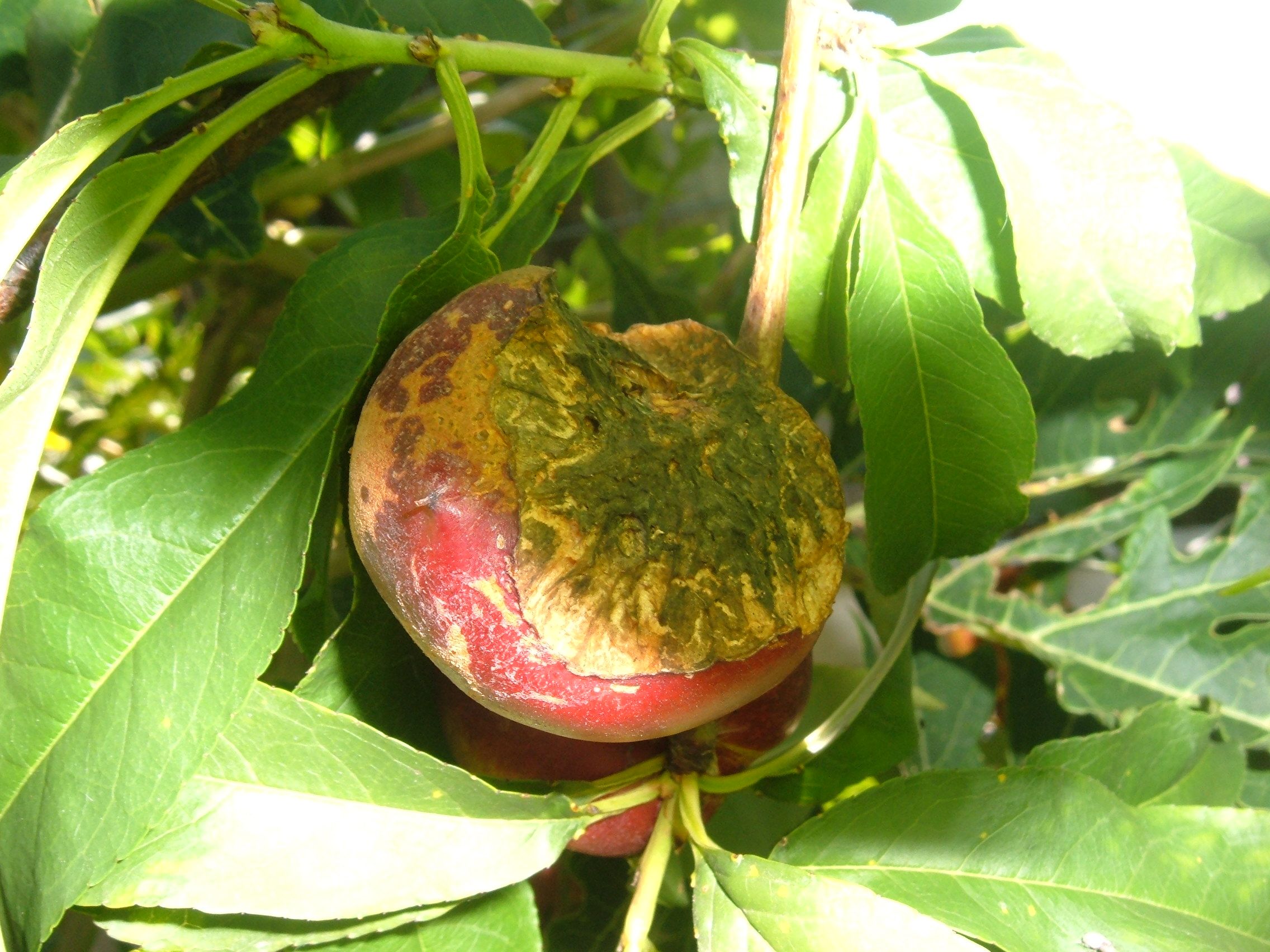 Fruit and Veggie Protecters,..... Get More Fruits and Veggies Each Year.