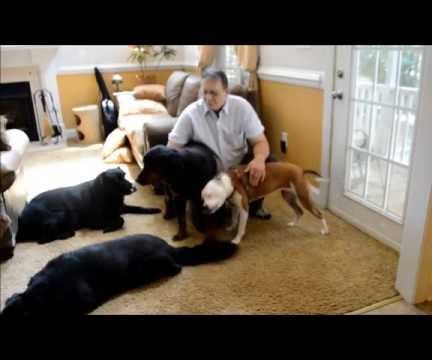 How to Train Dogs Without Treats