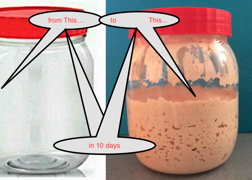 Sourdough Starter = LEVAIN - Gluten Free or Wheat Starter