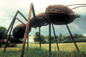 How to Get Rid of Ants (Outdoor Version)