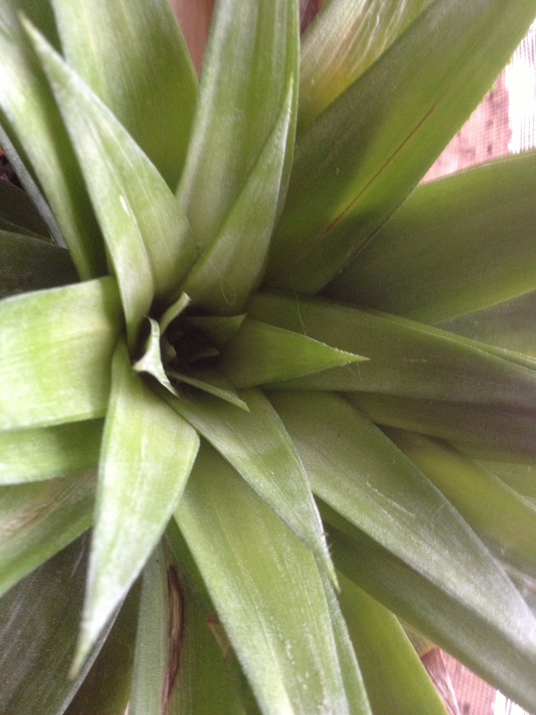 Growing Pineapples