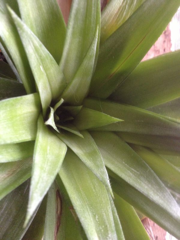 Growing Pineapples