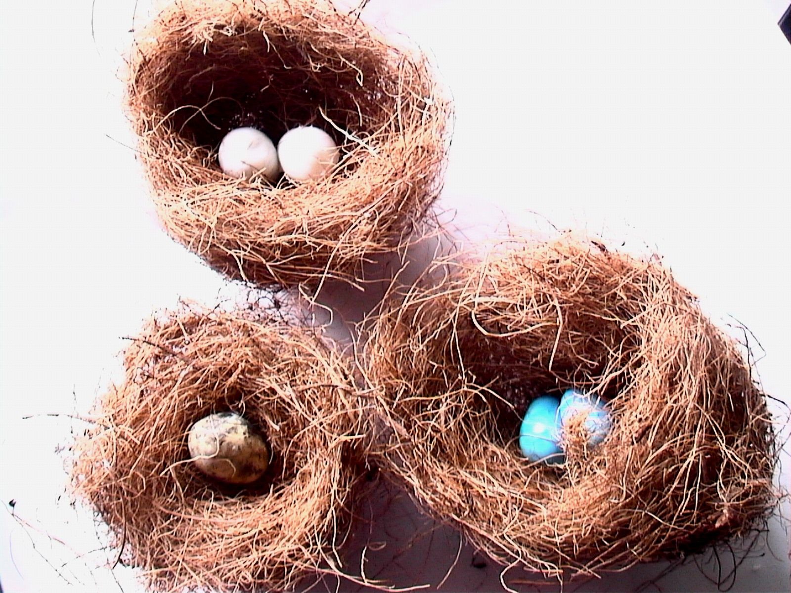 Make a Bird's Nest & Eggs (Slideshow) Instructables