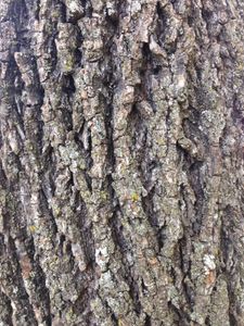 Black Walnut Harvesting & Processing : 11 Steps (with Pictures ...