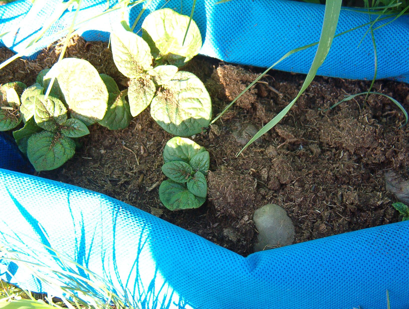 Potato Bags From Recycled Plastics